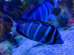 -新疆天山野生动物园