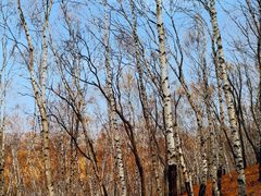 -塞罕坝国家级自然保护区