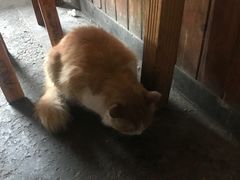-周血旺老店