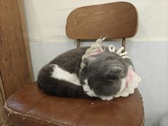 -共舞时光猫咖·狗咖(新街口店)