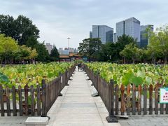 -莲花池公园