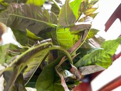 香椿-周鱼鳅饭店