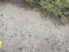 -北海金海湾红树林生态旅游区