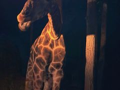 -清迈夜间动物园