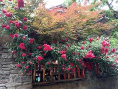 -叠溪松坪沟景区