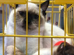 -Heymao猫咖.咖啡厅(东门店)