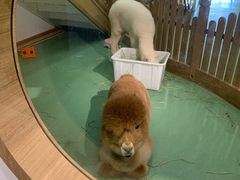 -藦茜花园宠物主题亲子互动体验馆(国顺东路店)