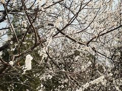 -白水寺森林公园