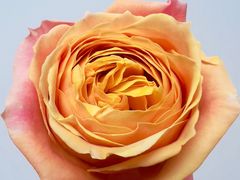 -孔雀云贵川·融合菜(长宁来福士店)