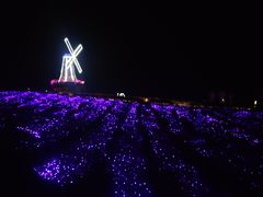 -大塘金香草谷
