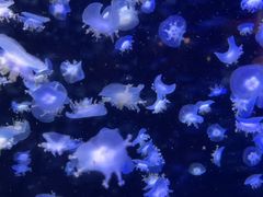 -太平洋海底世界