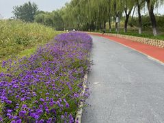 -大兴滨河森林公园