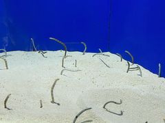 -上海海洋水族馆