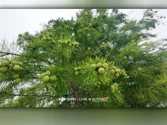 -日照海滨国家森林公园