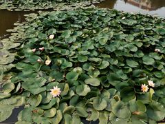 -素心斋素食餐厅