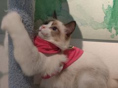 -喵喵咪呀布偶猫咖(春熙路店)