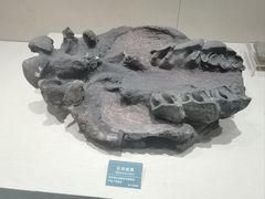 -安徽省地质博物馆