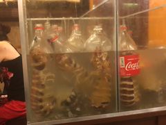 -茉莉.Red Crab