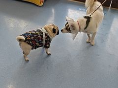 -佑安动物医院·全科·内窥镜中心(幸福巷店)