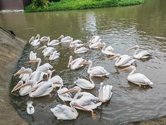 -深圳野生动物园
