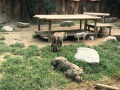 -北京野生动物园