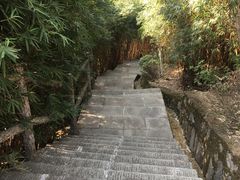 -铁山坪森林公园