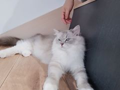 -瞄一喵猫咖(格力海岸店)
