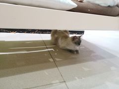 -藏猫猫咖啡主题馆(中央大道店)