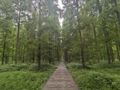 -黄海国家森林公园