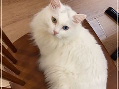 -有猫主题·治愈系猫咖(曾厝垵店)