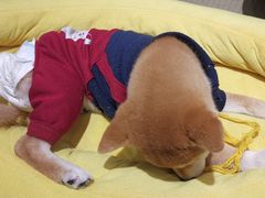-逗柴咖啡屋·狗咖猫咖宠物桌游