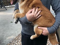 -柴犬高等学院·狗咖·柴犬售卖·宠物训练