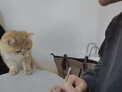 -Heymao猫咖.咖啡厅(东门店)