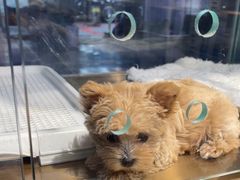 -FAELING PETS美天灵宠物(富力广场店)