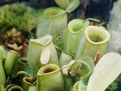 -国家植物园南园