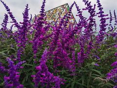 -紫颐香薰山谷景区