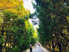 -八大关景区