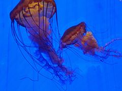 -上海海洋水族馆