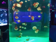 -左海海底世界
