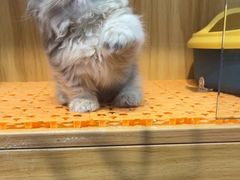 -欣宠猫屋·矮脚拿破仑·蓝金金渐层