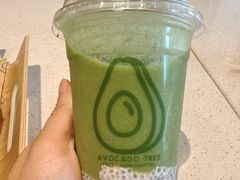 -油梨树 AVOCADO TREE(亮马桥店)
