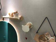 -飞行喵MR PILOT|猫舍·猫咖(静安大融城店)