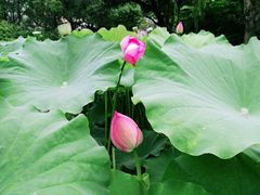 -陈家山荷花公园