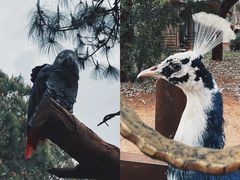 -昆明动物园
