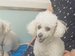 -达爱动物医院·犬猫分区·CT·复杂眼科(远洋山水分院)
