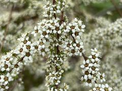 -海棠花溪(元大都城垣遗址公园)