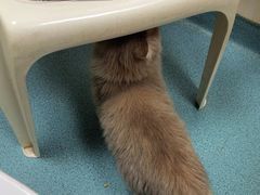 -动物缘宠物医院·骨科·猫科(西二环店)