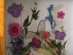 -上海大自然野生昆虫馆(东方明珠·爬宠昆虫探索中心)