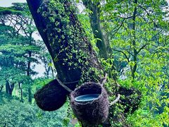 -东莞植物园