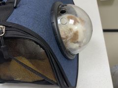 -美联众合动物医院·24h京西诊疗中心